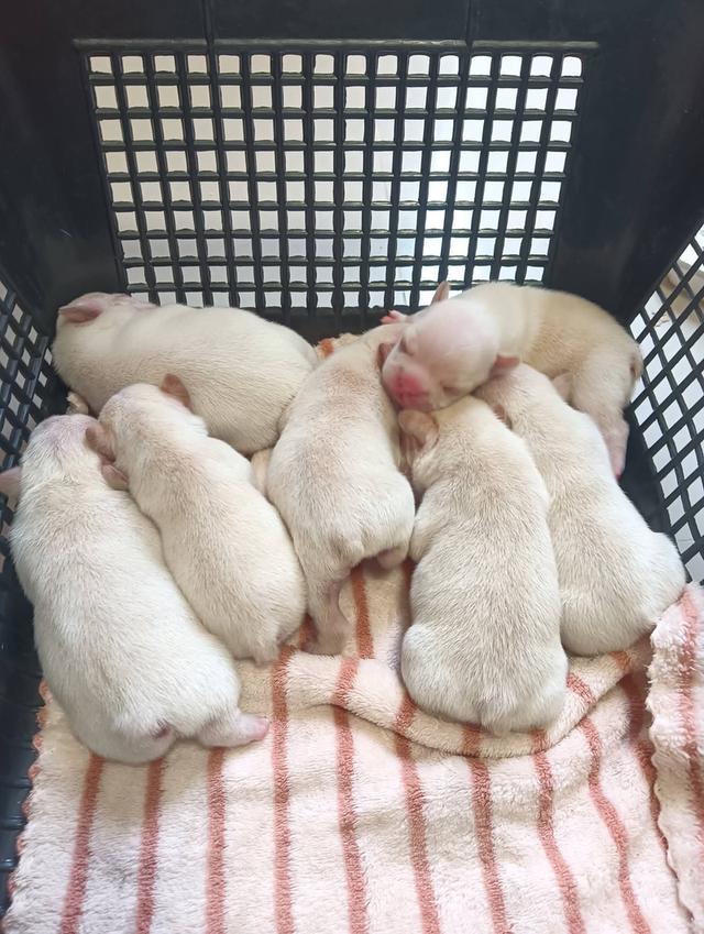 ลูกสุนัขเฟร้นบลูด๊อก รูปที่ 3