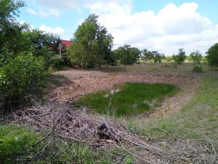 ขายที่ดินโฉนดครุฑแดง 4 ไร่ 4