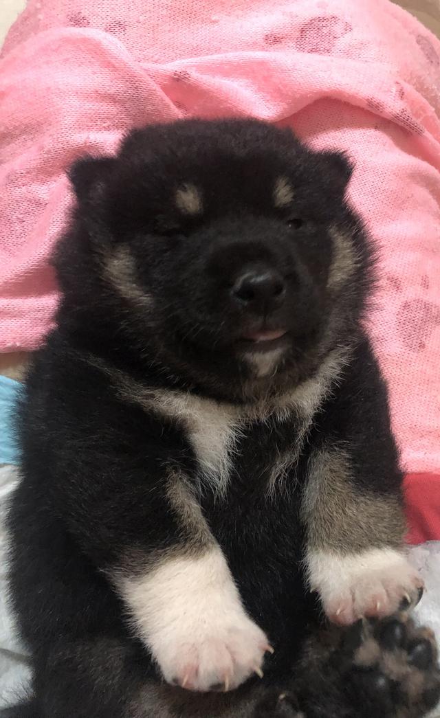 ลูกสุนัขชิบะอินุแท้ เพศผู้สี Black tan อายุ 2 เดือน 3