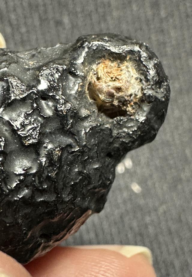 หมากทุยล.ป.เอี่ยม เก่า ลงรักเดิม รูปที่ 5