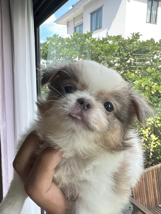 ลูกสุนัขชิวาวา
