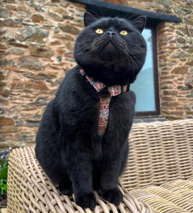 ขายแมวบริติชช็อตแฮร์ สีดำสนิทสวยมาก 3