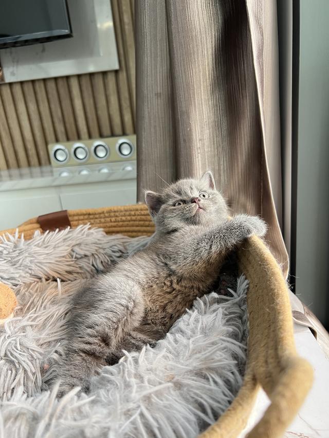 ลูกแมว บริติช ช็อตแฮร์ ใบเพ็ดนอกWCF(British Shorthair) 7