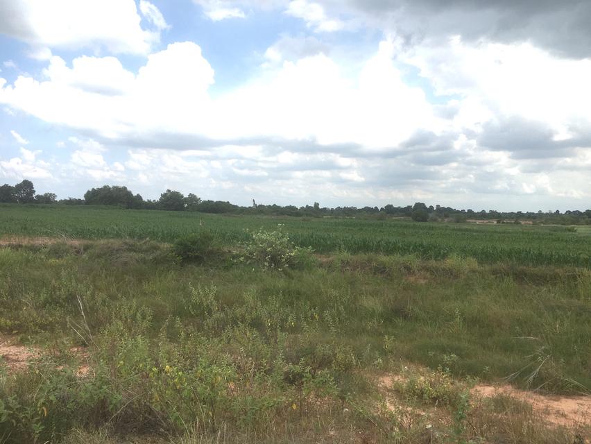 ที่ดินติดถนนวงแหวนรอบเมือง(290)ทิศเหนือตอน2 เนื้อที่ 20-2-29ไร่ หน้า 190เมตร 4