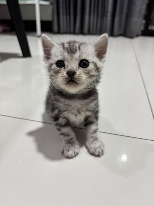 ลูกแมวพันธุ์ American Shorthair 5