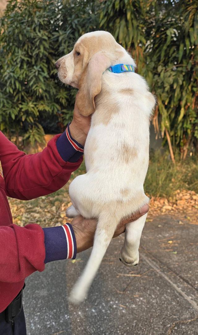 บาสเซ็ตฮาว์ดใบเพ็ดสมาคมพัฒนาพันธุ์สุนัข รูปที่ 13