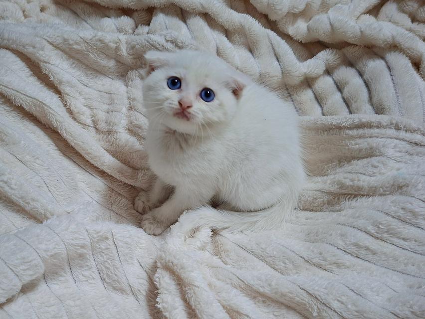 scottishสีขาวล้วนตาฟ้าชัด รูปย่อยที่ 2