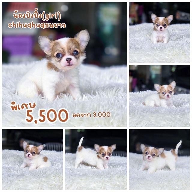 ชิวาวาแท้ขนยาว เพศเมีย พิกัดรามอินทรา