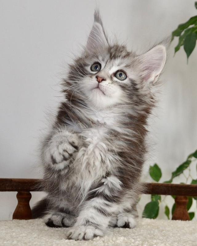 Maine Coon Kittens WhatsApp me : +66 63 826 3042 รูปย่อยที่ 3