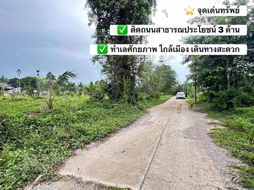 ✨ ขายด่วน! ที่ดินเมืองชุมพร 3 ไร่ 10 ตร.วา ทำเลดี ใกล้เมือง ติดถนน 3 ด้าน✨ 3