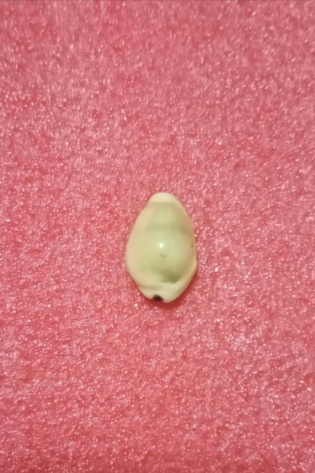 เบี้ยจั่นวัดนางใน