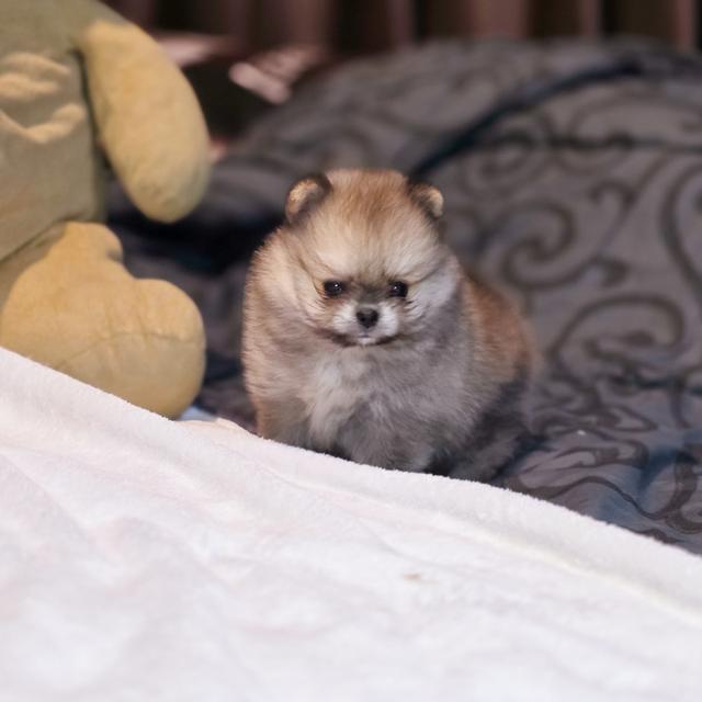 ปอมทีคัพน้องชามมี่เพศหญิงสาวน้อยน่ารักมาก 8