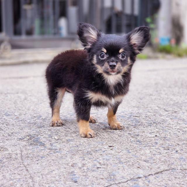 ชิวาวาแท้ขนยาว สีแบล็คแทน ผู้ พิกัดรามอินทรา 8