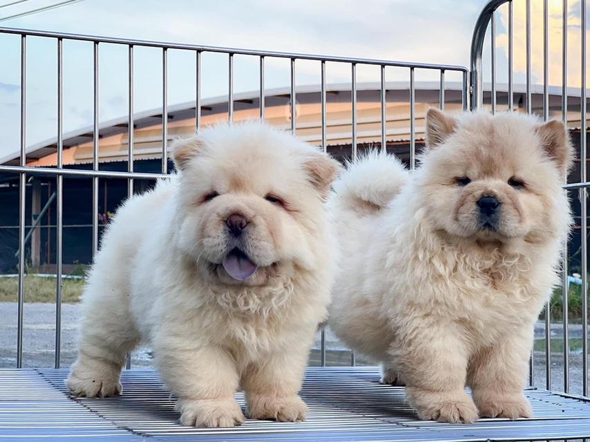 chow chow puppies | WhatsApp me : +66 63 826 3042 รูปที่ 2