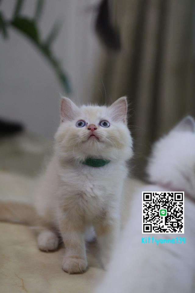 น้องแมวลูกครึ่งหิมาลายันผสมสก็อตติช 7