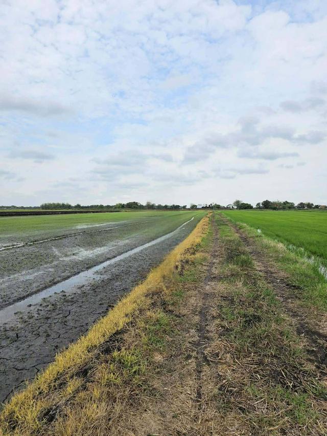 ขายที่ดิน หมู่ 3 ตำบลท่าเรือ อำเภอปากพลี จังหวัดนครนายก 1