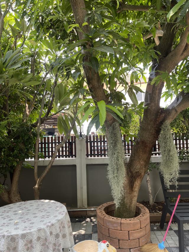 บ้านเดี่ยว 2 ขั้น พื้นที่ 76 ตรว. 3