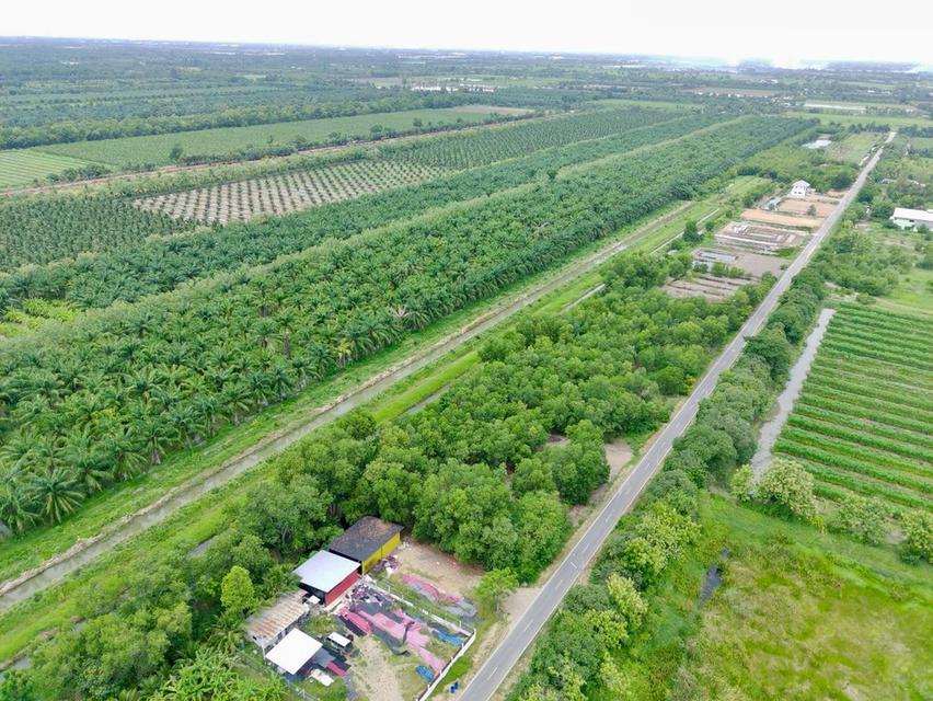 ที่ดินสวย คลอง 9 ปทุมธานี ทำเลดี ถมแล้วพร้อมสร้าง ตำบล บึงชำอ้อ อำเภอ หนองเสือ ปทุมธานี 5
