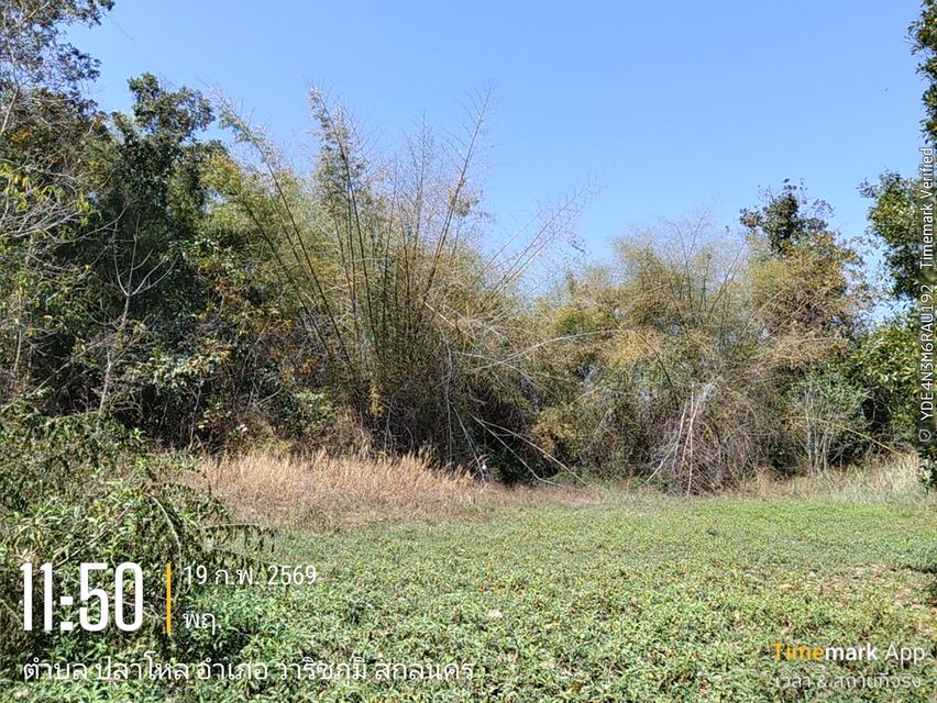 ด่วนขายที่ดิน13ไร่เศษฉโนดครุฑแดงโอนฟนีไม่มีค่าใช้จ่ายต่อรองราคาได้เจ้าของขายเอง 14