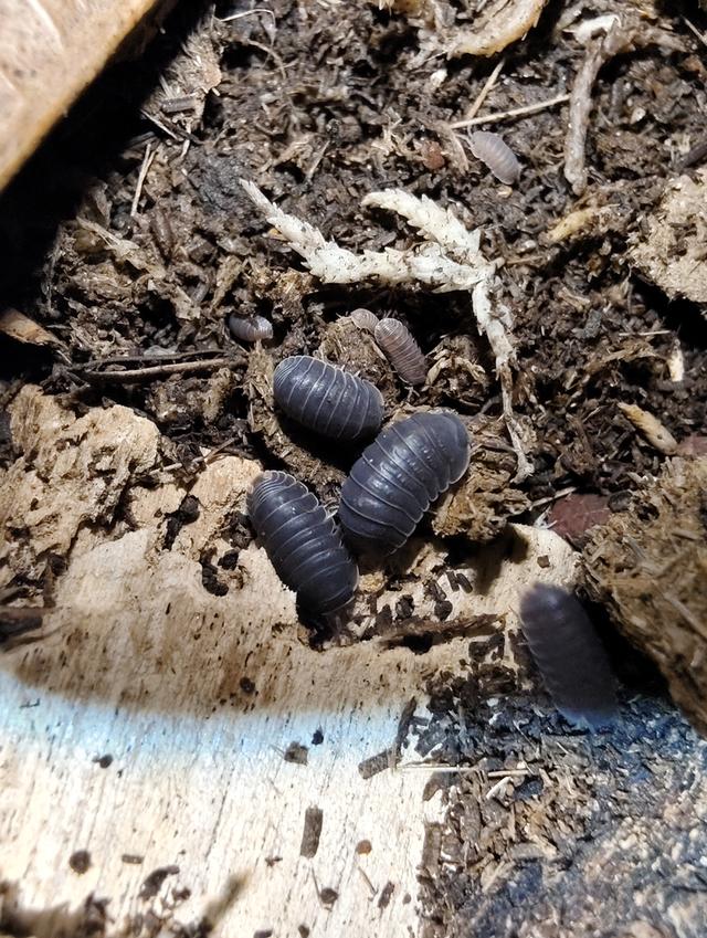 isopod ไอโซพอด Murina Sp. เซ็ต 10 ตัวแถม 5