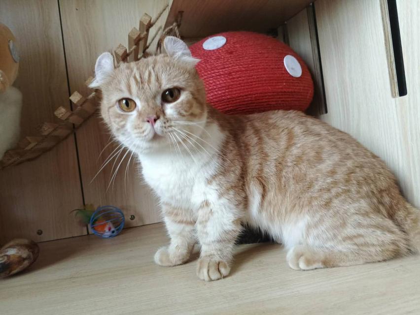 4.แมวคินคาโล เพศผู้ Kinkalow Cat Male