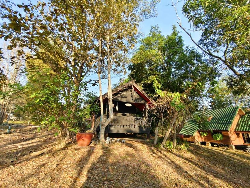 บ้านอิงลม ชมหมอก 1  ซอยไทยสามัคคี คลองย่าโม 1  วังน้ำเขียว 2 ไร่ 3.5 ล้าน 7