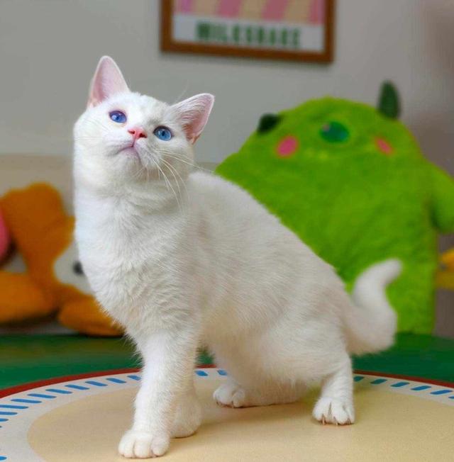แมวขาวตาฟ้า