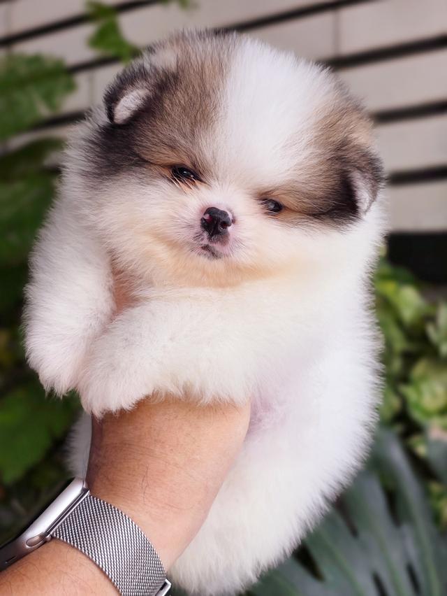 Pomeranian น้องขุนนางปอมหมีสีปาร์ตี้สายพันธุ์แท้ 6