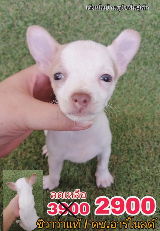 หลุดจอง ชิวาว่าเเท้ขนสั้น ไซส์เล้ก 4500 ลดเหลือ 2500