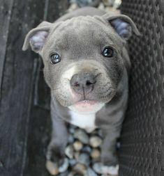 ลูกหมา อเมริกันบูลลี่ (Puppet American bully) 2