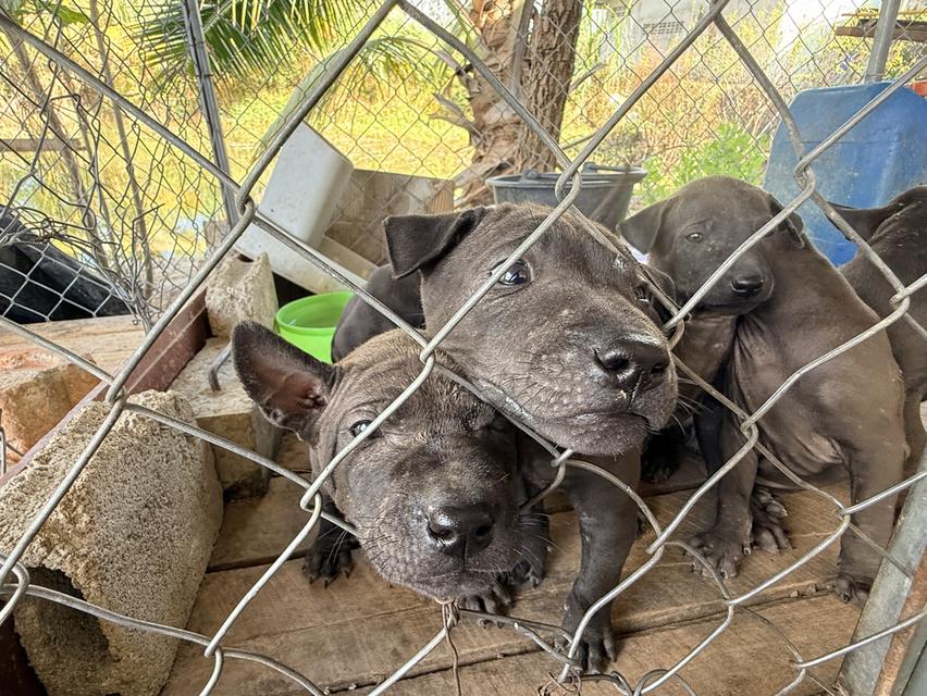 สุนัขไทยหลังอาน เลือด 100% 8