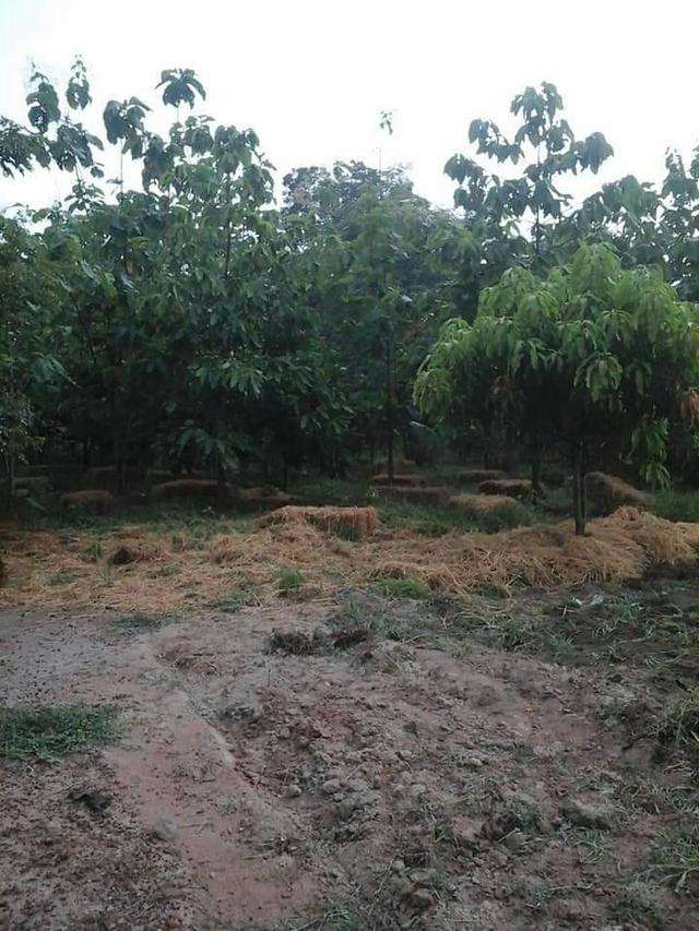 ที่ดินจำนวน 5 ไร่สระกระโจม ดอนเจดีย์ สุพรรณบุรี 11