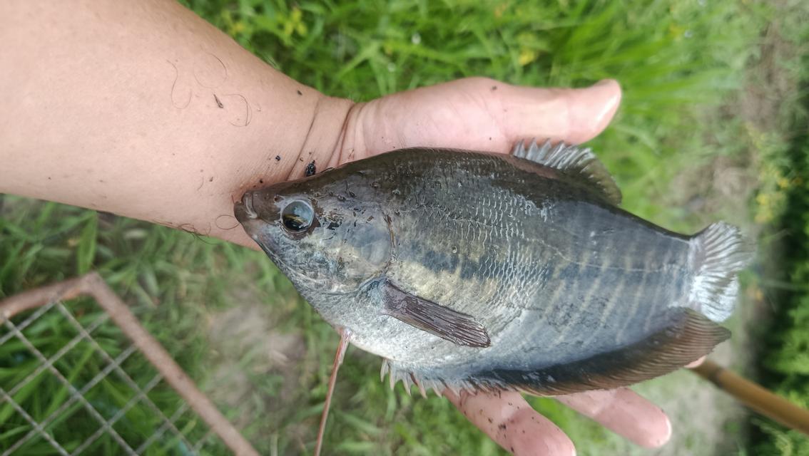 พ่อแม่พันธุ์ปลาสลิดยักษ์