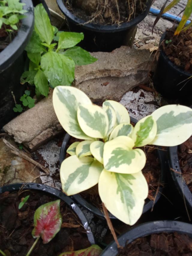 ต้นไม้  ไม้ดอกไม้ประดับ รูปที่ 2