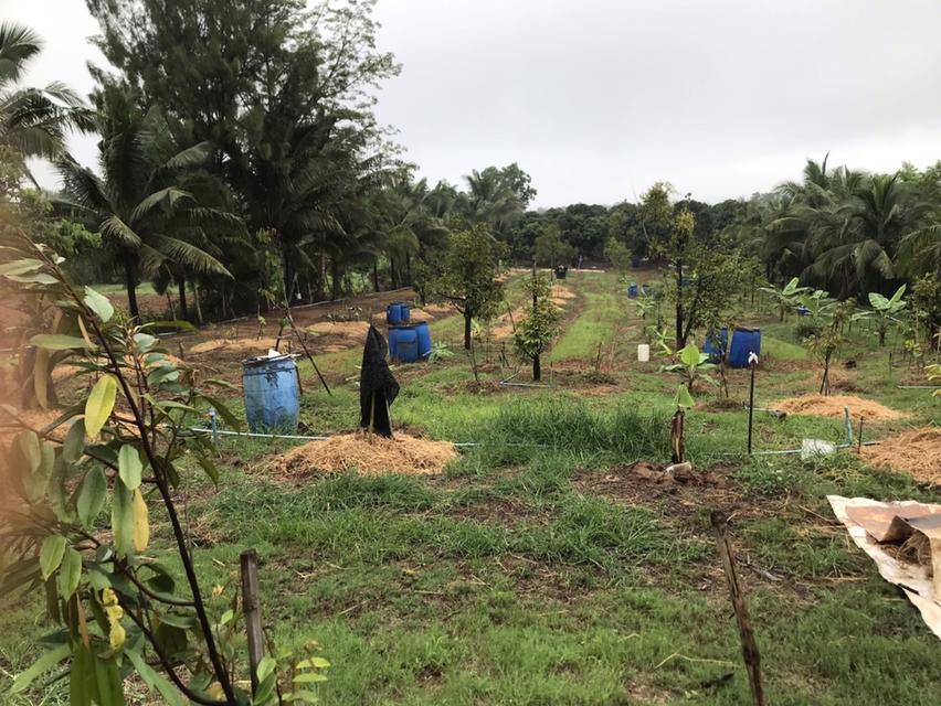 ให้เช่า สวนผลไม้ 12 ไร่ 7 หมื่นต่อปี 6