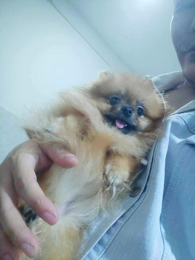 ขายลูกสุนัขปอมสายเลือดแชมป์ วัย11เดือน  ราคา 16, 000