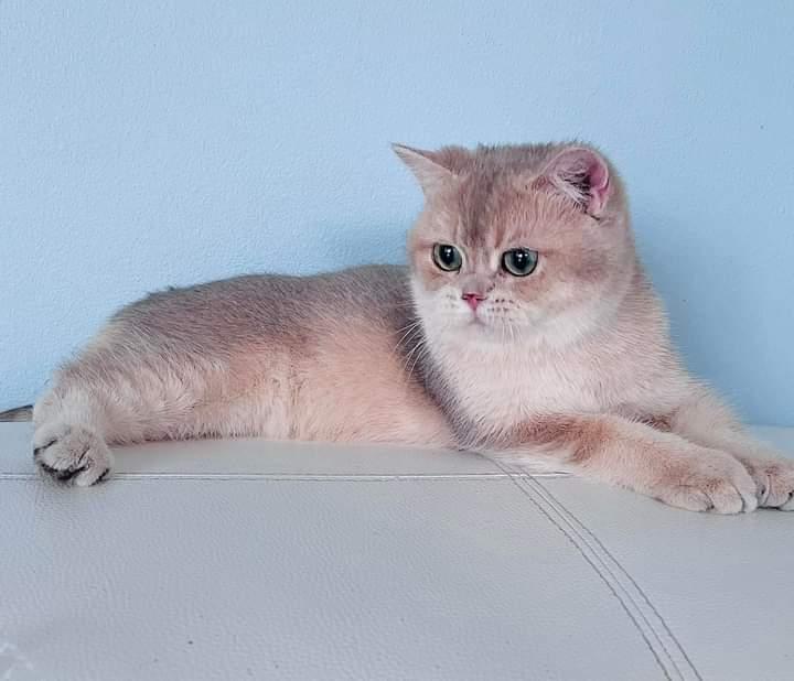 ลูกแมว British Shorthair 3