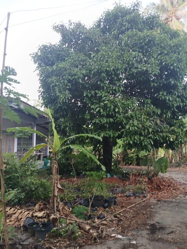 ทีดินพ้รอมสิ่งปลูกสร้าง 4
