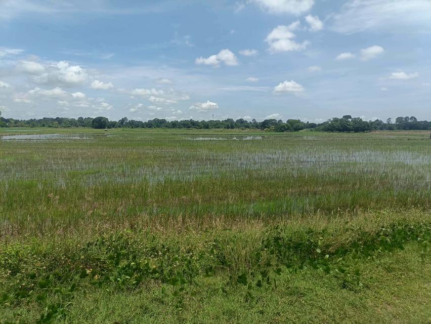 ที่ดินที่นาอำเภอโพทะเลจังหวัดพิจิตร 2