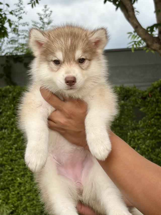 ลูกสุนัขไซบีเรียน เพศเมีย