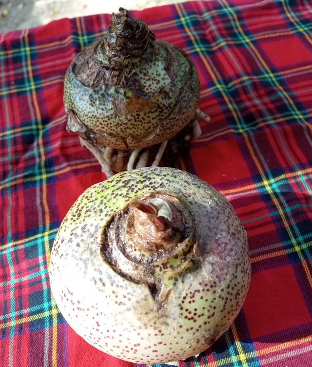 ว่านกุมารทองต้นไม้มงคล 2