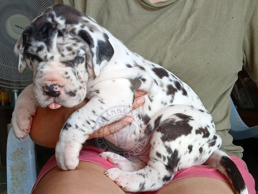 สุนัข เกรทเดน Great dane รูปที่ 8