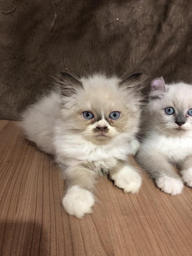 น้องแมวพันธุ์ อเมริกันเคิร์ลผสมหิมาลายัน เพศผู้ ( ตาสีฟ้า )