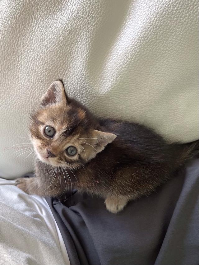 แมวสก๊อตติชโฟลด์ มีใบเพด scfc รูปที่ 5