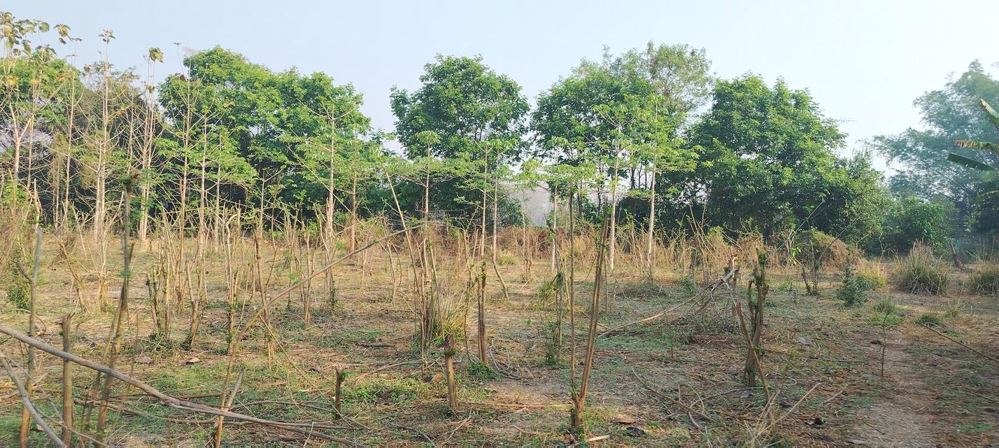 ที่โฉนดวิวเขา ห่าง อบต 1กิโล ที่หน้ากว้างติดถนน80เมตรวิวสวยมากใกล้ชุมชน 7