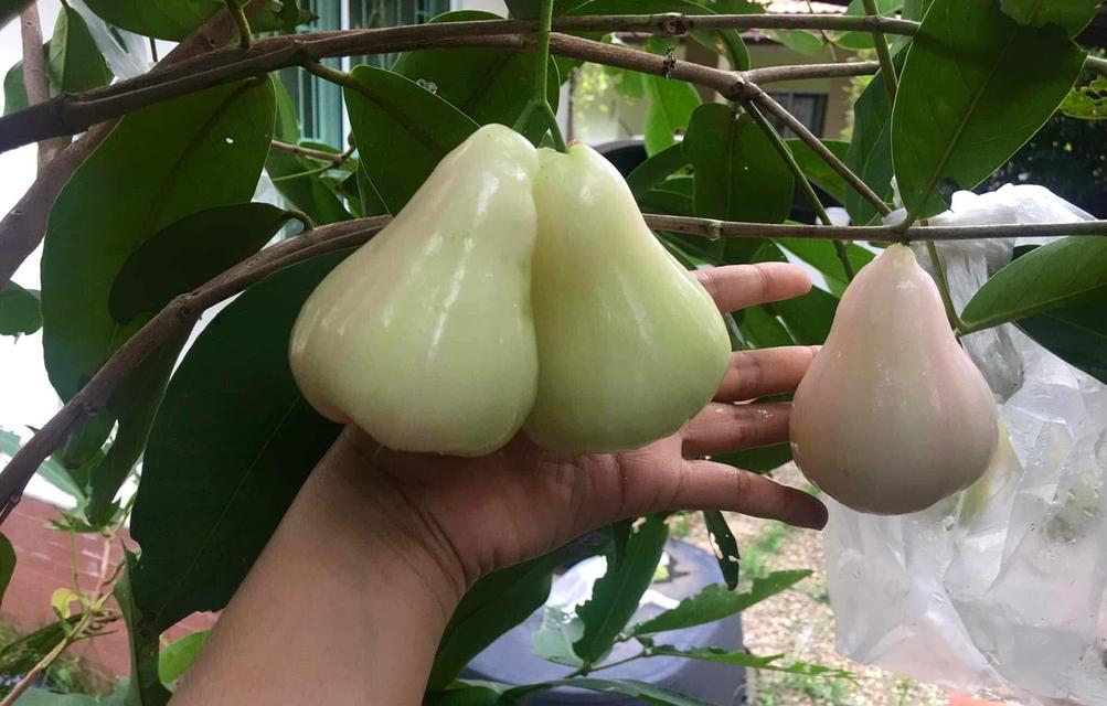 บ้านเดี่ยวพร้อมอยู่ หมู่บ้านเคซีสุวินทวงศ์2 10