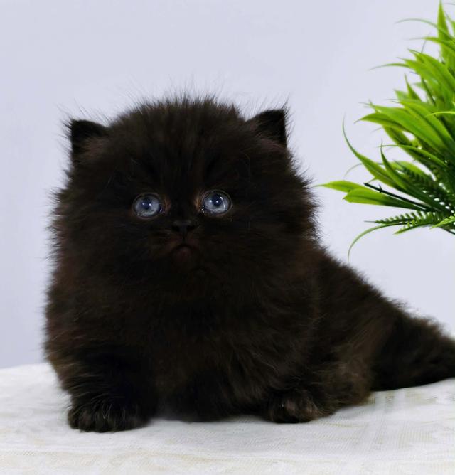 แมวมันช์กิ้นสีดำเด็กผู้ชายสีดำตาฟ้าสีหายาก แต่สีตาฟ้าหายากที่สุด