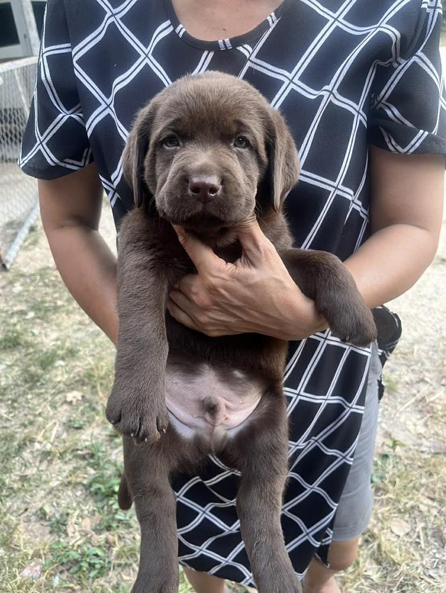 สุนัขลาบราดอร์ รีทรีฟเวอร์