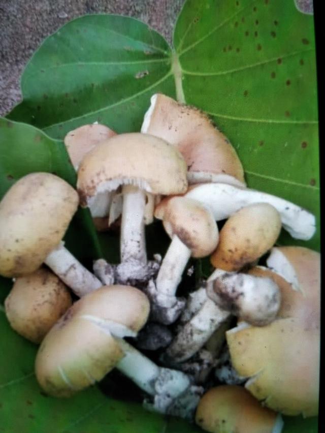 โฉนด15ไร่/ล้านห้า 0625647951 11