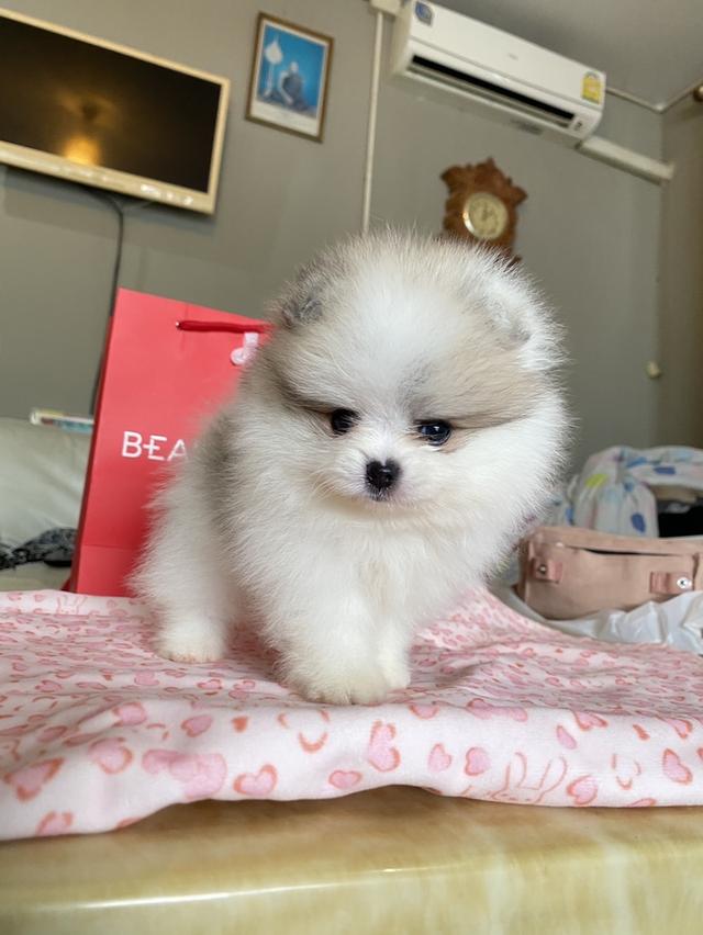 ลูกปอมปอมแท้ อายุ2เดือน สอบถามได้ค่ะ